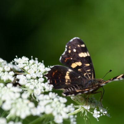 Araschnia levana (babočka síťkovaná), SK, Štôla