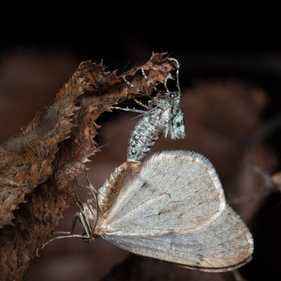 Operophtera brumata (píďalka podzimní), Stará dálnice, Brno