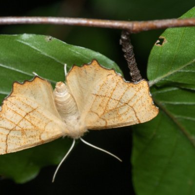 Ennomos quercinaria (zejkovec dubový), Žebětín
