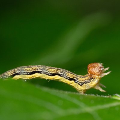 Erannis defoliaria (tmavoskvrnáč zhoubný), Žebětín