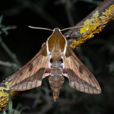 Hyles euphorbiae (lišaj pryšcový), PR Svatý kopeček