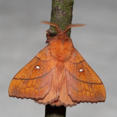 Odonestis pruni (bourovec švestkový), PP Na cvičišti