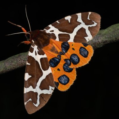 Arctia caja (přástevník medvědí), Hrabětice