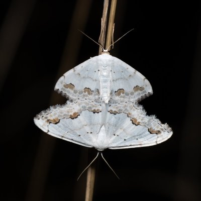 Scopula ornata (vlnopásník okrášlený), PR Kamenný vrch