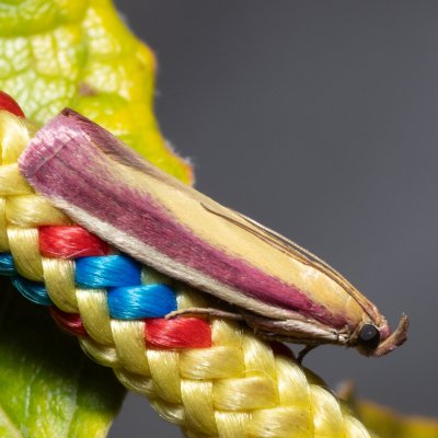 Oncocera semirubella (zavíječ červenožlutý), Hády