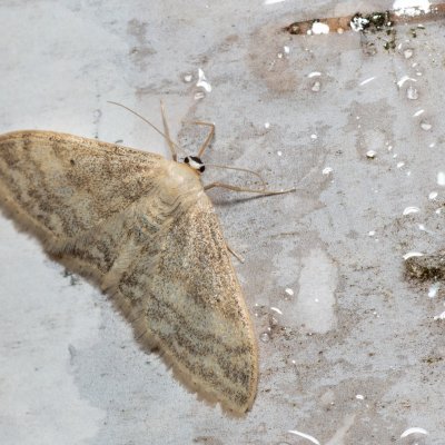 , Havranické vřesoviště