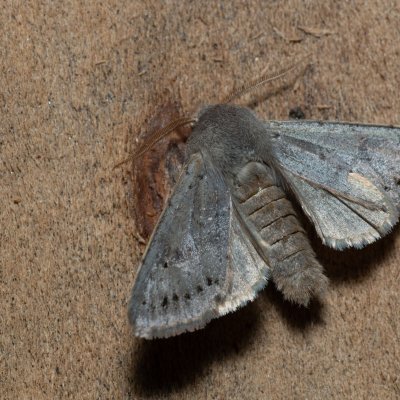 Orthosia populeti (jarnice topolová), Kývalka