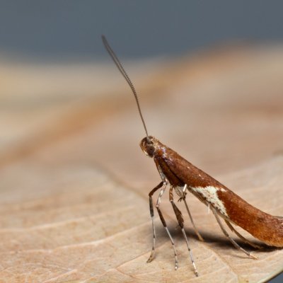 Caloptilia stigmatella (-), Henčov