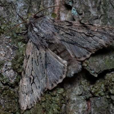 Brachionycha nubeculosa (dřevobarvec jarní), Kývalka