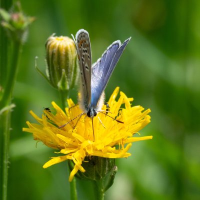 Polyommatus thersites (modrásek vičencový), PR Prokopské údolí