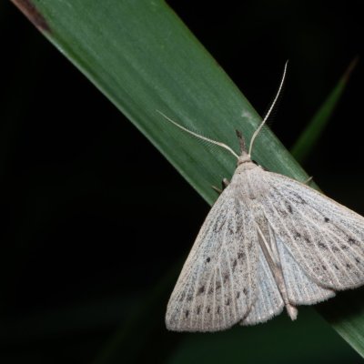 Macrochilo cribrumalis (žlutavka bahenní), PP Bobrava