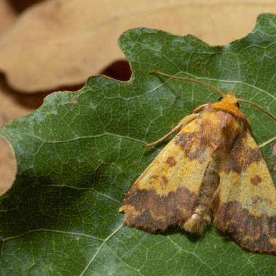 Tiliacea aurago (zlatokřídlec bukový), Kamenný vrch