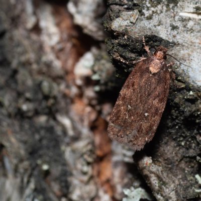 Agonopterix heracliana (plochuška bolševníková), Hády - odkaliště