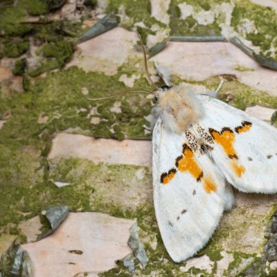 Leucodonta bicoloria (hřbetozubec dvoubarvý), NPR Radostínské rašeliniště