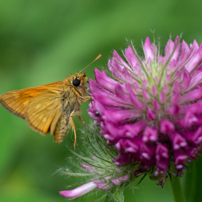 Ochlodes sylvanus (soumračník rezavý), Žebětín