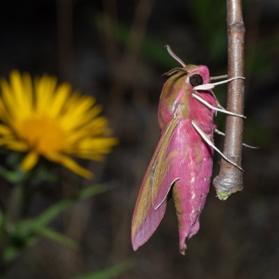 Deilephila elpenor (lišaj vrbkový), Hády