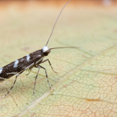 Parectopa robiniella (vzpřímenka akátová), Hrušovany u Brna