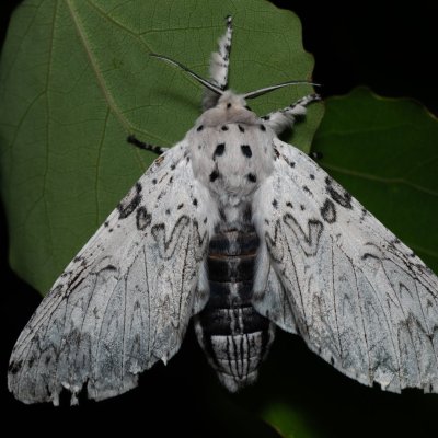 Cerura erminea (hranostajník bílý), Hády