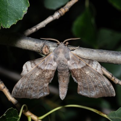 Laothoe populi (lišaj topolový), Bratčice