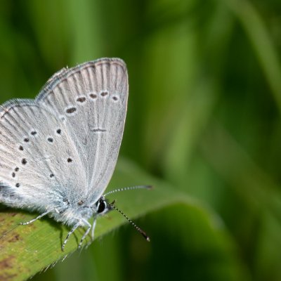 Cupido minimus (modrásek nejmenší), Hády