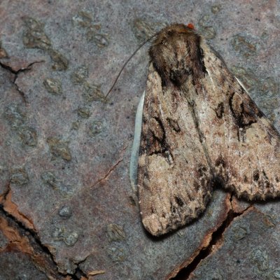 Apamea epomidion (šedavka rezavá), PP Černice