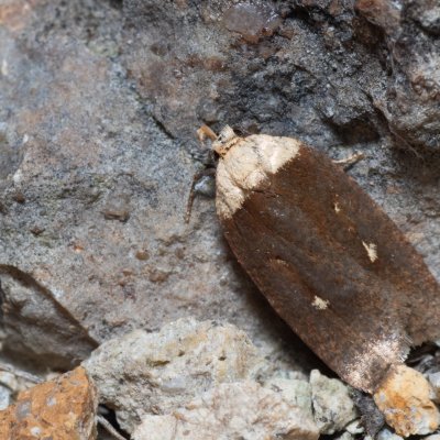 Agonopterix furvella (plochuška třemdavová), Hády