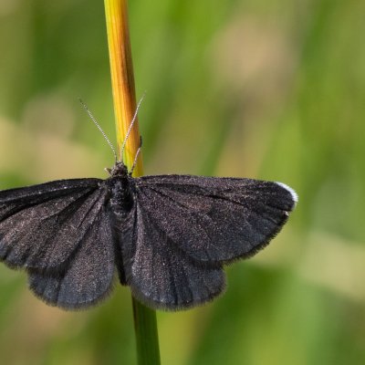 Odezia atrata (černokřídlec smuteční), SK, Štôla