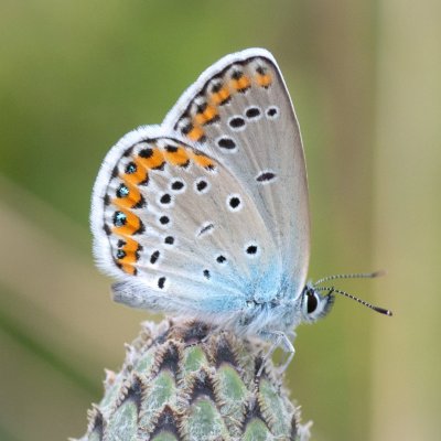 Plebejus argyrognomon (modrásek podobný), PP Černice