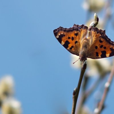 Nymphalis polychloros (babočka jilmová), Podkomorské lesy