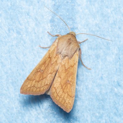 Mythimna vitellina (plavokřídlec žloutkový), Žebětín