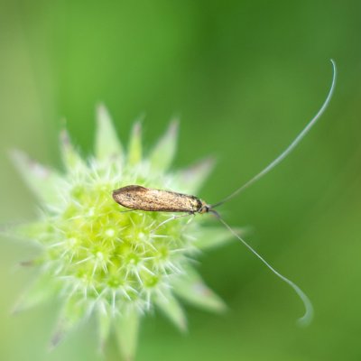 Nemophora metallica (adéla chrastavcová), PP Obůrky - Třeštěnec