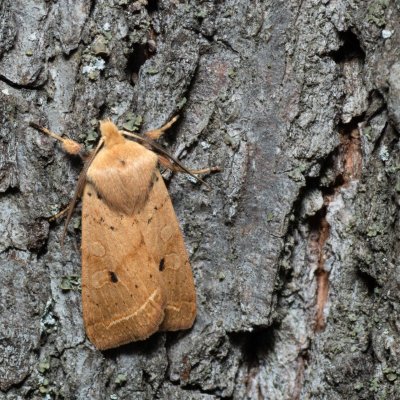 Agrochola macilenta (polnice buková), Kamenný vrch