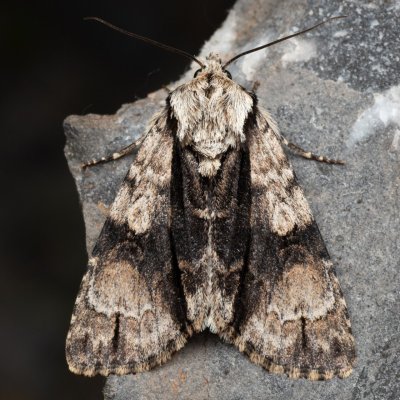 Acronicta alni (šípověnka olšová), Hády