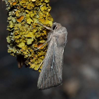 Leucania obsoleta (plavokřídlec pobřežní), Hrušovany u Brna