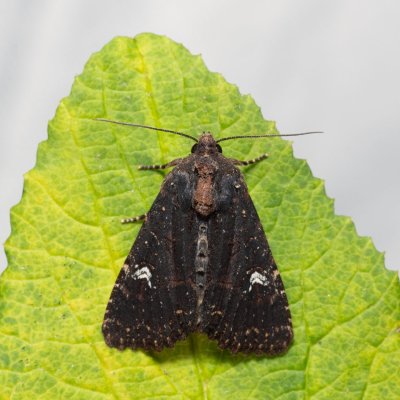 Mesapamea secalis/secalella (šedavka/přehlížená), PR Turold