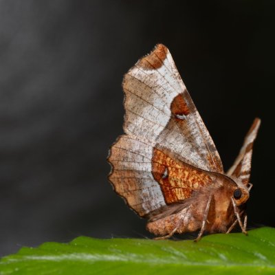 Selenia tetralunaria (zejkovec čtyřměsíčný), Augšperský potok