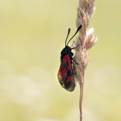 Zygaena loti (vřetenuška kozincová), Hnanice