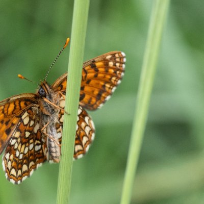 Melitaea diamina (hnědásek rozrazilový), SK, Štôla