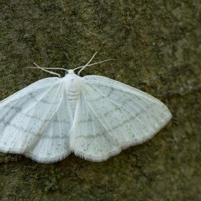 Cabera pusaria (světlokřídlec obecný), Podkomorské lesy