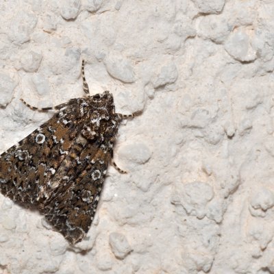 Hadena magnolii (můra zelenavá), HR, Jablanac