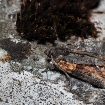 Bryophila felina (-), NPR Děvín