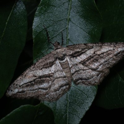 Peribatodes correptaria (-), GR, Sokraki, Korfu