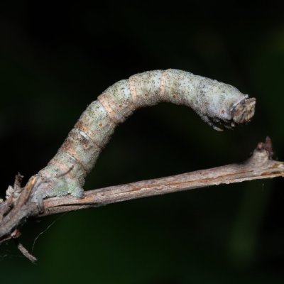 Biston betularia (drsnokřídlec březový), Henčov