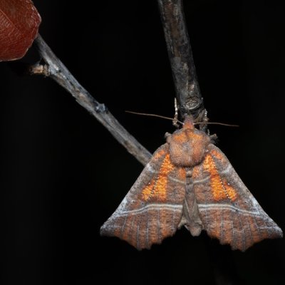 Scoliopteryx libatrix (sklepnice obecná), Bratčice