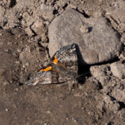 Boudinotiana notha (černoproužka osiková), Pouzdřany/Ivaň