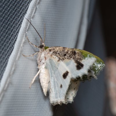 Eucyclodes semialba (-), TH, Khao Sok