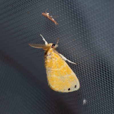 Artaxa digramma (-), TH, Khao Sok