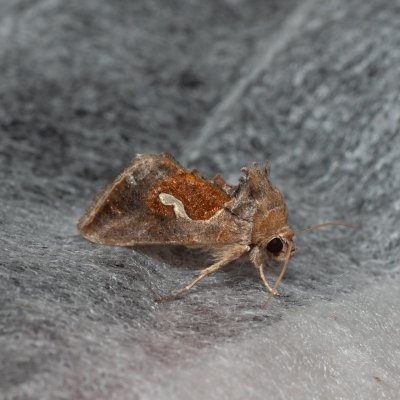 Macdunnoughia confusa (kovolesklec řebříčkový), NPP Na Adamcích