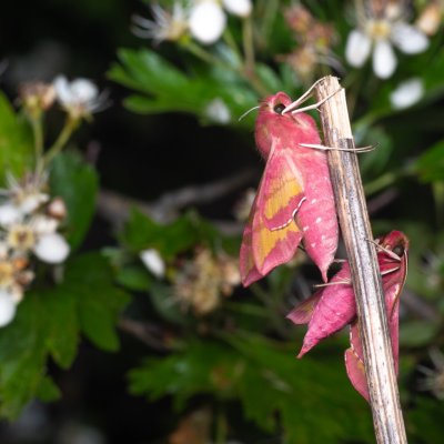 Deilephila porcellus (lišaj kyprejový), NPP Pouzdřanská step - Kolby