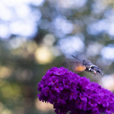 Macroglossum stellatarum (dlouhozobka svízelová), hrad Veveří